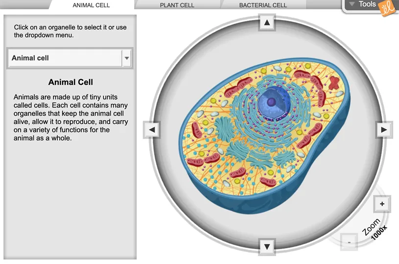 Animal Cell Structure