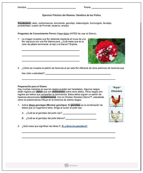 Chicken Genetics Spanish Gizmos