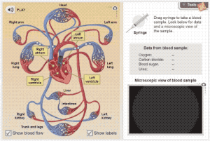 Circulatory system Gizmo