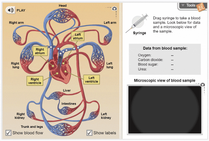 Circulatory system Gizmo