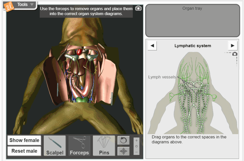 Preview of the frog dissection Gizmo