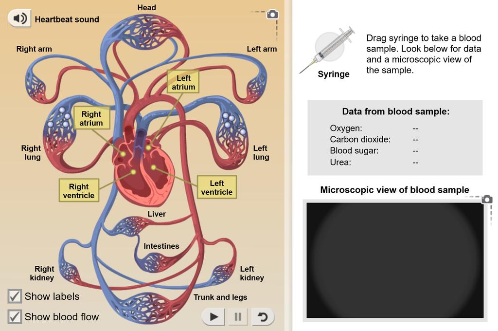 Gizmos Circulatory System