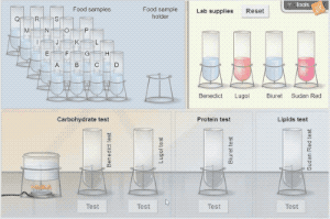 Identifying nutrients Gizmo