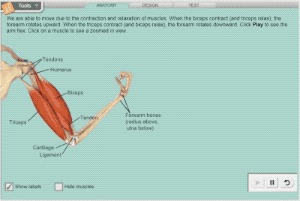 Muscles and bones Gizmo