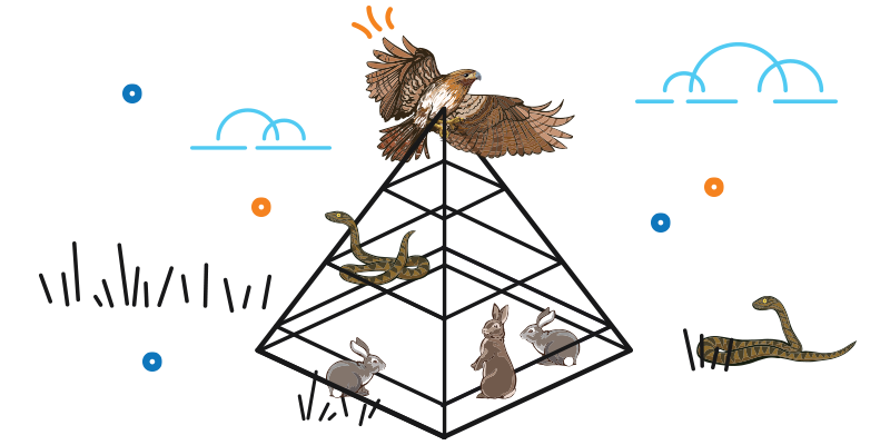Illustration of a pyramic graphic showing a food chain