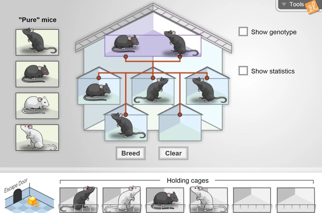 Mouse Genetics Gizmo
