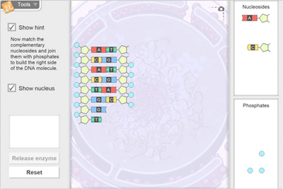 Building DNA Gizmo